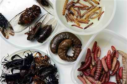 eating insects solves global malnutrition