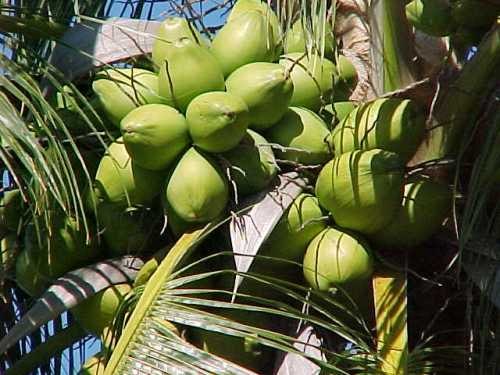 senile coconut tree in the philippines